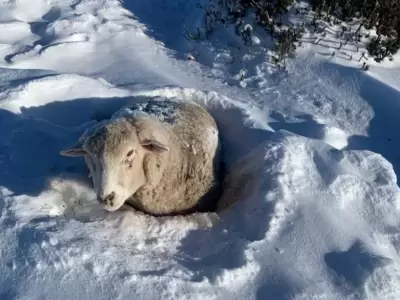 Ovejas en peligro: un productor toma una drstica decisin para salvarlas del crudo invierno