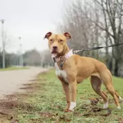 Un pitbull le arrebat� la vida a su due�o en un brutal ataque en Jujuy