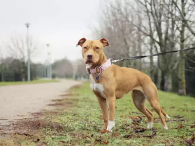 Un pitbull le arrebat la vida a su dueo en un brutal ataque en Jujuy