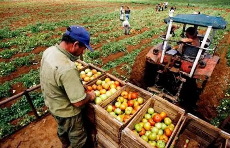 Produccin agropecuaria