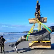 Encontraron una especie rara de ballena en las costas de Nueva Zelanda