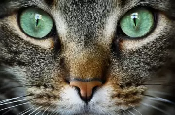 Qu pueden ver los gatos que escapa a nuestra vista?