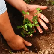 Restauración ecológica: internos de cárceles producen miles de árboles nativos