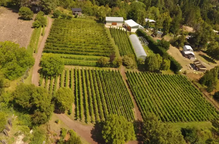 La industria vitivincola est creciendo a pasos agigantados en la Patagonia argentina y se est posicionando cada vez ms en el mercado.