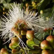 Descubr la planta milagrosa que purifica tu hogar y atrae la abundancia