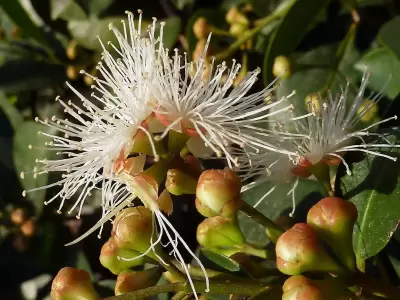 Descubr la planta milagrosa que purifica tu hogar y atrae la abundancia