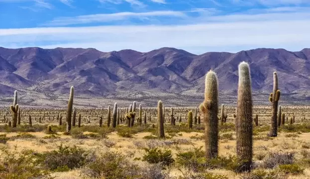 Los Cardones