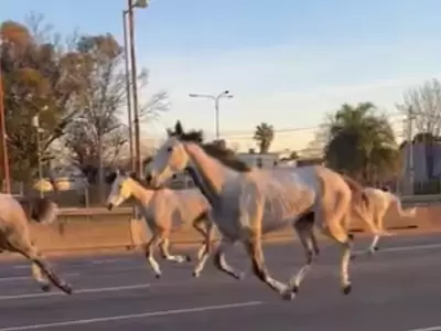 La increble historia detrs de la estampida que paraliz la Panamericana