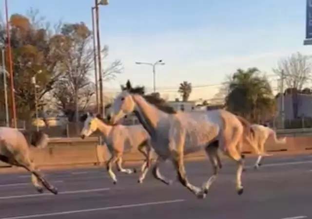 La increble historia detrs de la estampida que paraliz la Panamericana