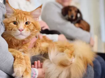 'Michis': el tierno apodo de los gatos y su fascinante origen