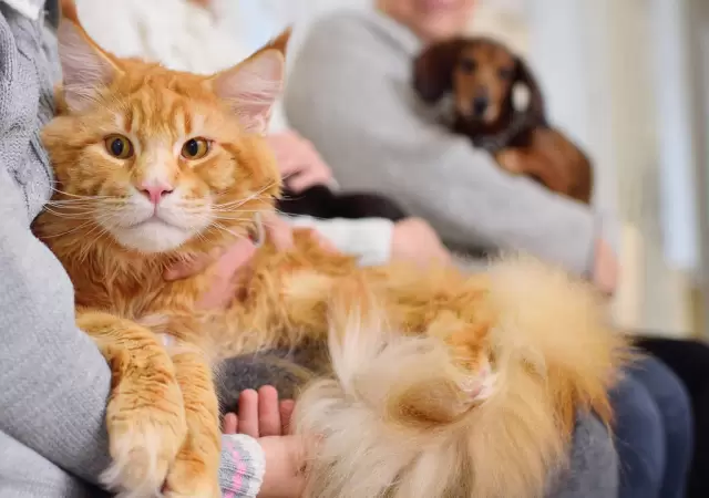 'Michis': el tierno apodo de los gatos y su fascinante origen