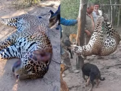 Los cazadores exhiben al animal como trofeo, generando el repudio de la sociedad.