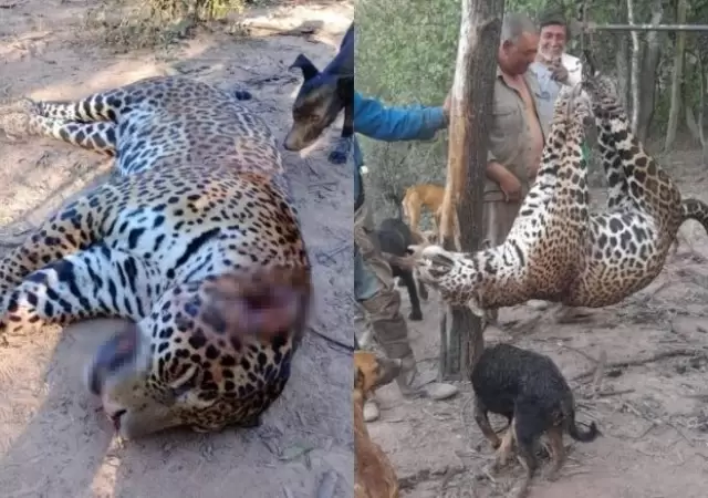 Los cazadores exhiben al animal como trofeo, generando el repudio de la sociedad.