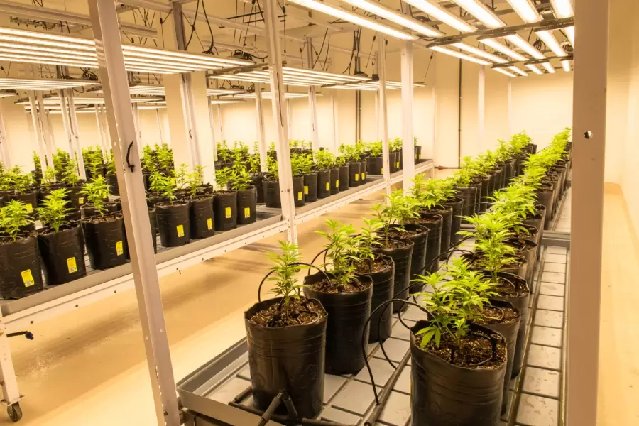 Cannabis medicinal