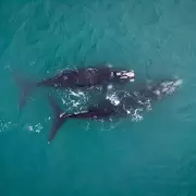 Empieza la temporada de ballenas: cules son los mejores lugares para avistarlas?