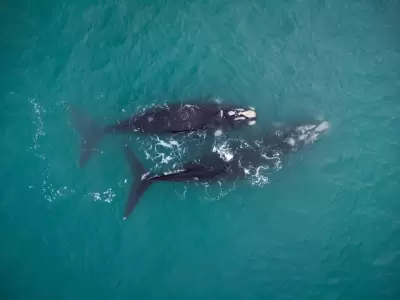 Avistamiento de ballenas en Mar del Plata.