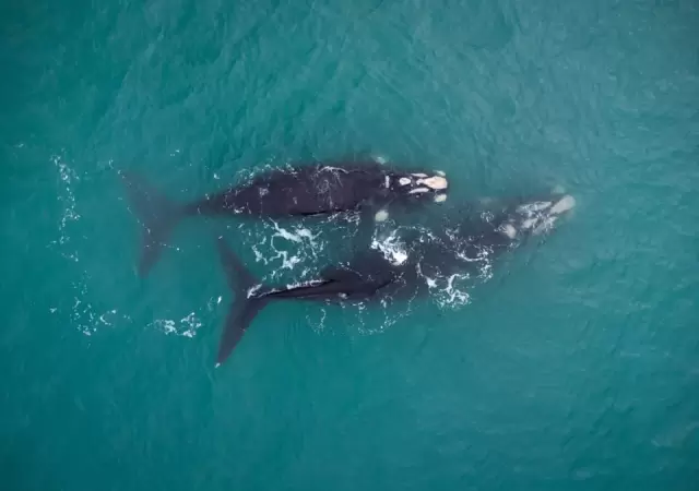 Avistamiento de ballenas en Mar del Plata.