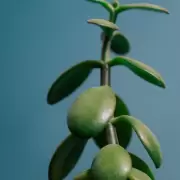 Por estas razones el Árbol de Jade traerá riqueza a tu hogar