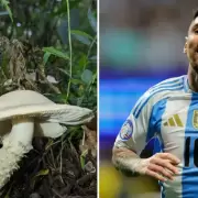 Inslito: descubren un nuevo hongo y lo bautizan "Messi"