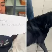 Otto, el labrador que hace los mandados y conquista corazones