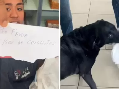 Otto, el labrador que hace los mandados y conquista corazones