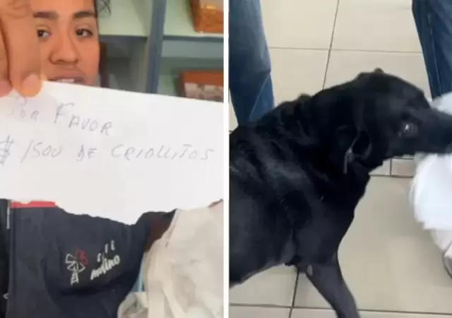 Otto, el labrador que hace los mandados y conquista corazones