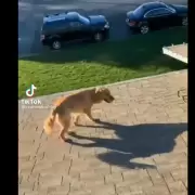Se subió al techo a trabajar y apareció su perro: así logró subir el animal