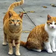 �Miau-ravillosas Melod�as! 10 Canciones Felinas para Celebrar