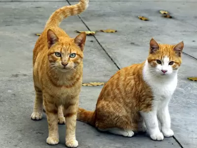 Los Gatos tienen su d�a de mimo este 20 de febrero