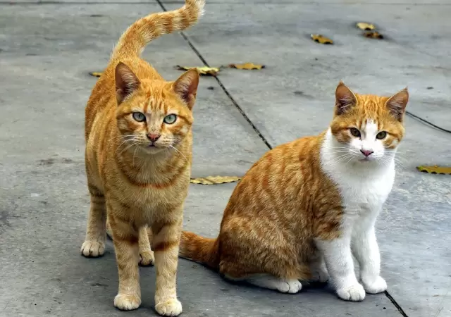 Los Gatos tienen su d�a de mimo este 20 de febrero