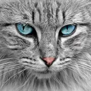 Para fomentar el respeto hacia ellos, hoy se celebra el Día Internacional del Gato