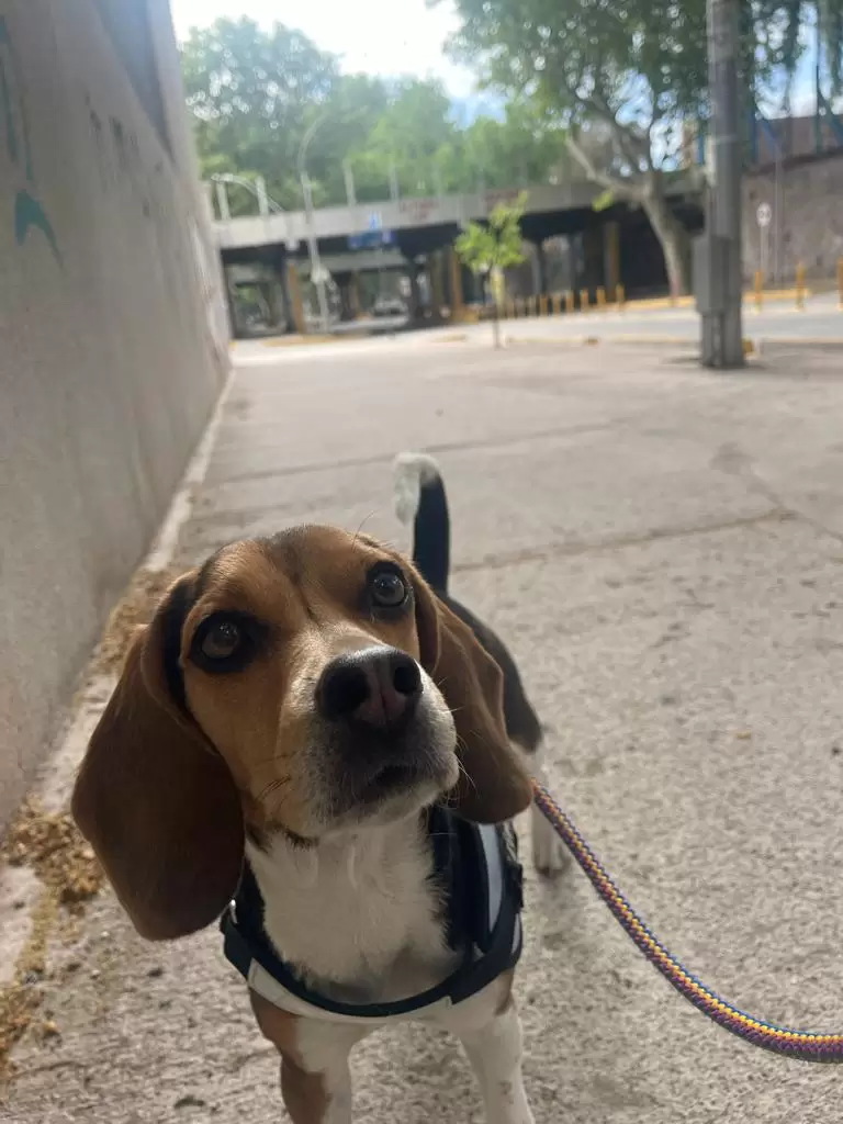 Beagle