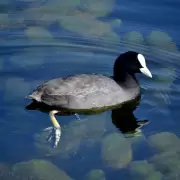 Qu es el sndrome del 'pato flotante' y cmo incide en trabajadores y estudiantes