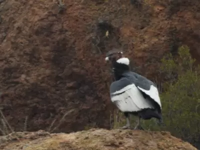 Cndor andino, especie protegida en Mendoza