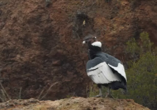 Cndor andino, especie protegida en Mendoza