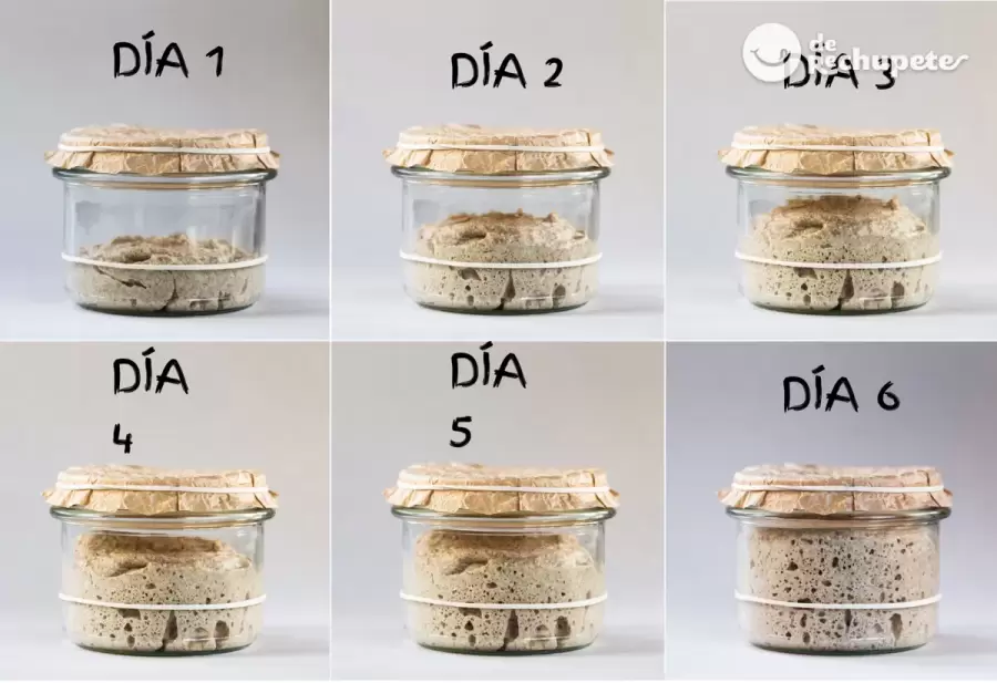 Proceso para elaborar masa madre