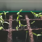 El secreto para tener plantas ms fuertes: la totipotencia vegetal