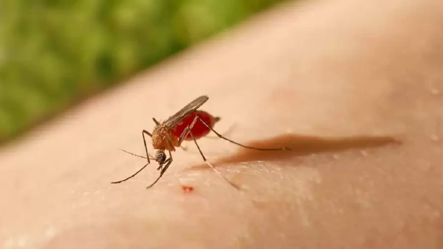 Varias veces mas pequeo que el mosquito, el jejn Culicoides paraensis pica sin ser advertido.