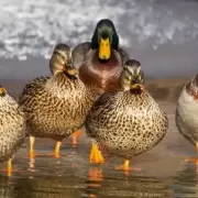 Hroes inesperados: patos salvan a un pingino del ataque de guilas