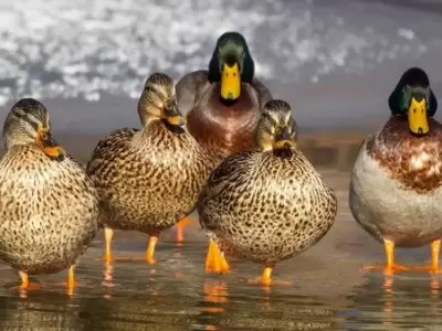 Patos salvan a un pingino de ser comido por guilas. Imagen ilustrativa