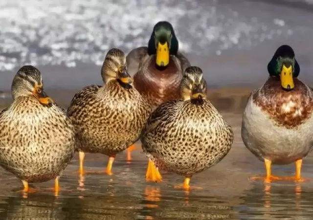 Patos salvan a un pingino de ser comido por guilas. Imagen ilustrativa