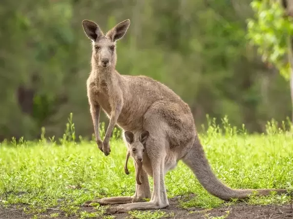 Canguro bebe