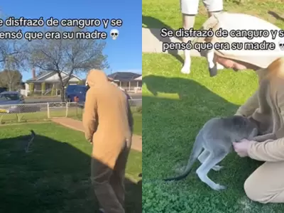 Canguro se confundi y pens que era su madre.