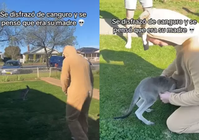 Canguro se confundi y pens que era su madre.