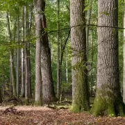 Hay una esperanza en la lucha contra el cambio climtico: cul es?