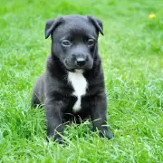 As puedes evitar que tu perro orine las plantas y mantener un jardn saludable