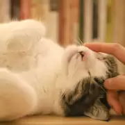 Así actúa tu gato cuando te sientes triste o enfermo