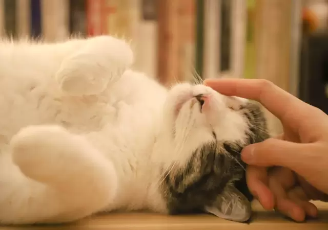 Gato