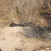 Tremendo hallazgo: en Las Heras se encontraron partes de un cadver calcinado