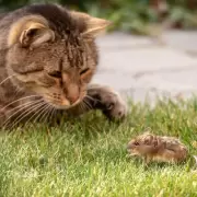 Los gatos son realmente cazadores de ratones como asegura el mito?